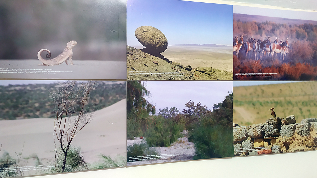 «Garagumuň tebigaty» atly maglumat merkezi açyldy